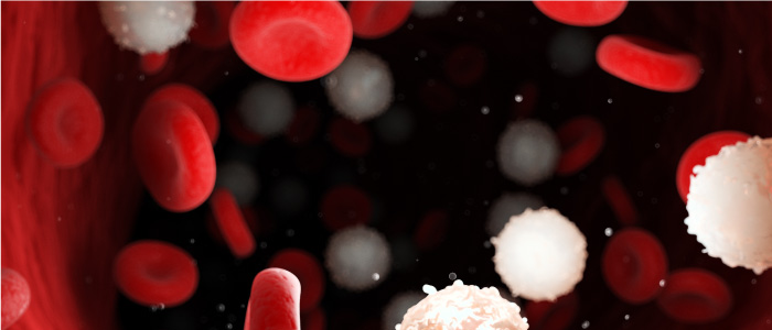 Glóbulos rojos, blancos y plaquetas, conforman la parte sólida de la sangre.